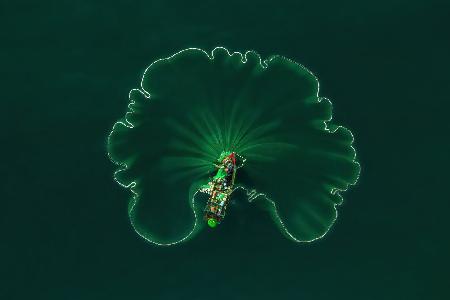 OCEAN LOTUS LEAF