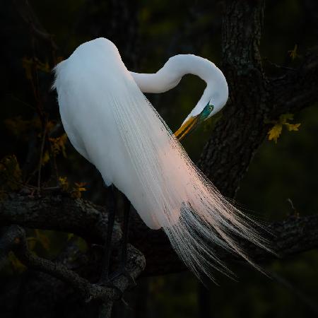 Evening Grooming