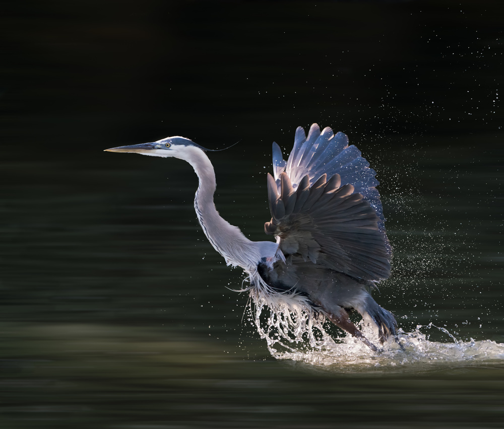 Taking Off von Alex Li