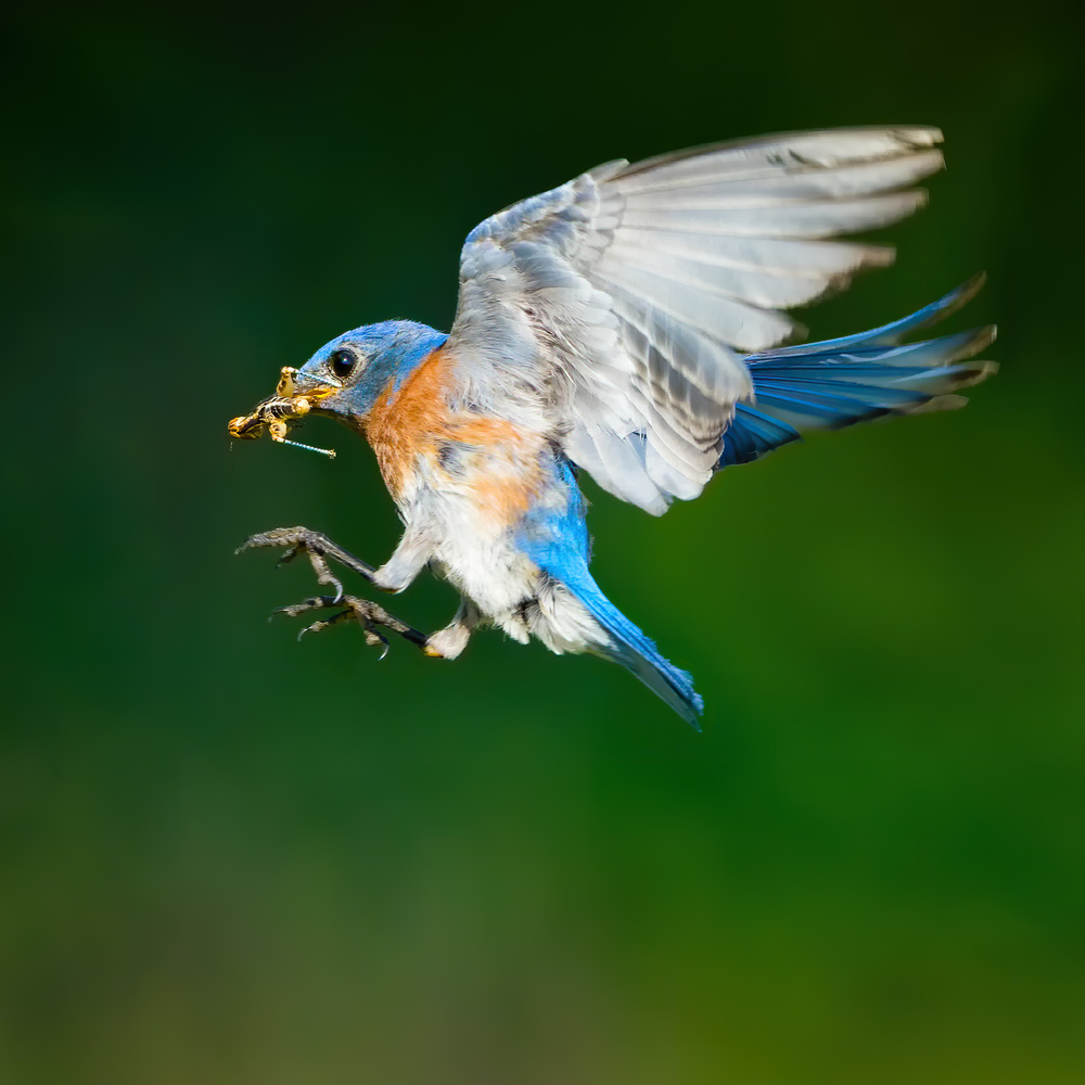 Ready for Landing von Alex Li