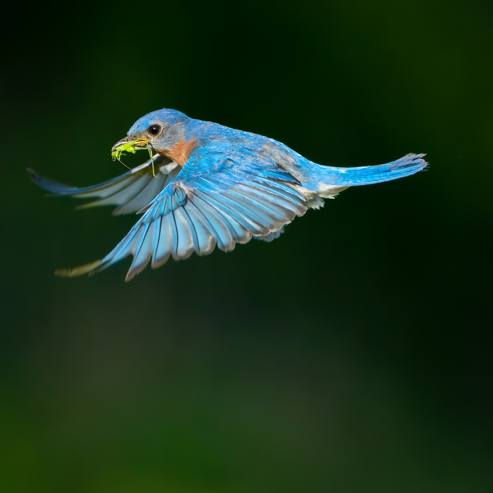 Bluebird von Alex Li