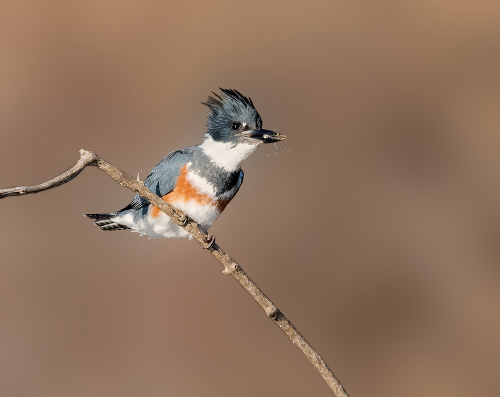 Belted Kingfisher with a Minnow von Alex Li