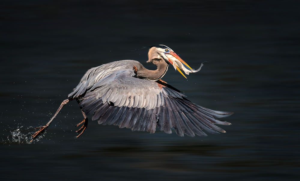 Swallowing Food in Flight von Alex Li