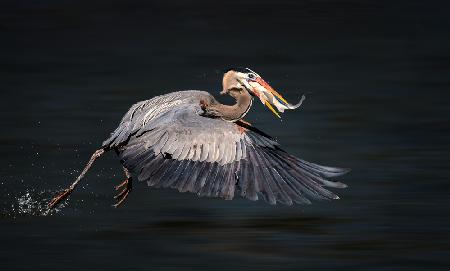 Swallowing Food in Flight