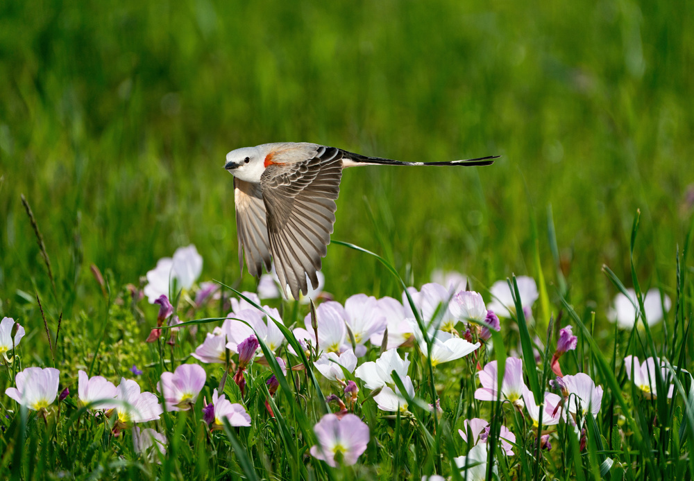 Scissor-tailed Flycatcher von Alex Li