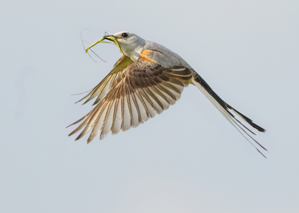 Scissor-tailed flycatcher von Alex Li