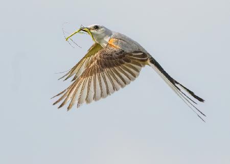 Scissor-tailed flycatcher