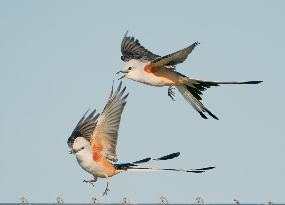 Happy Landing von Alex Li