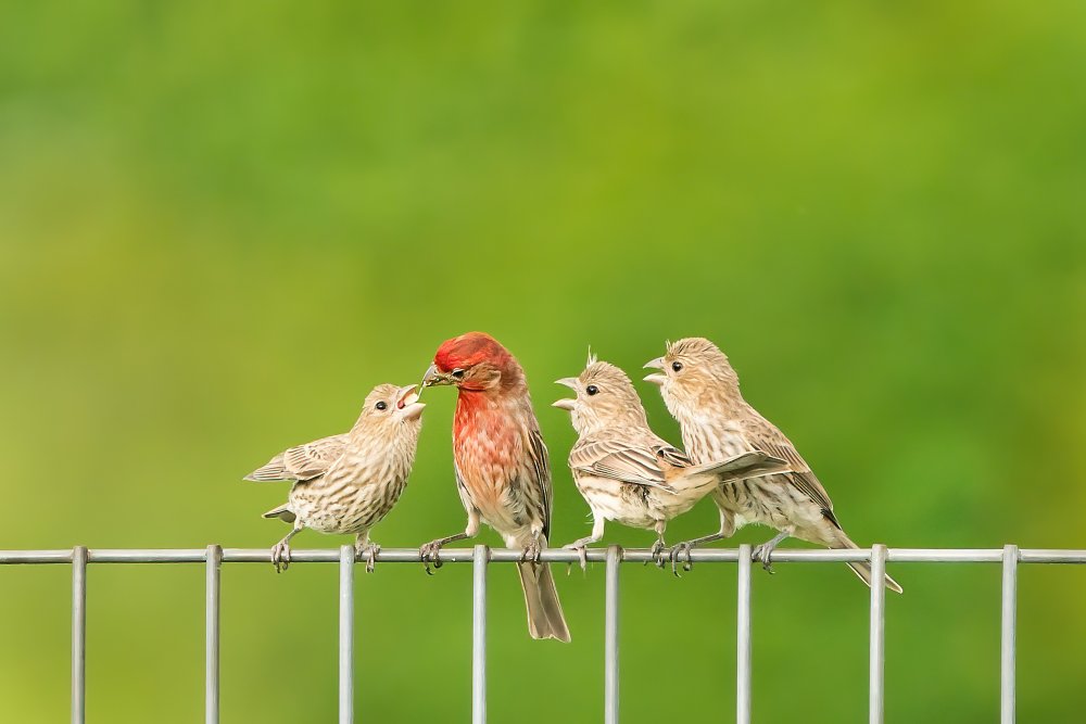 House Finches von Alex Li