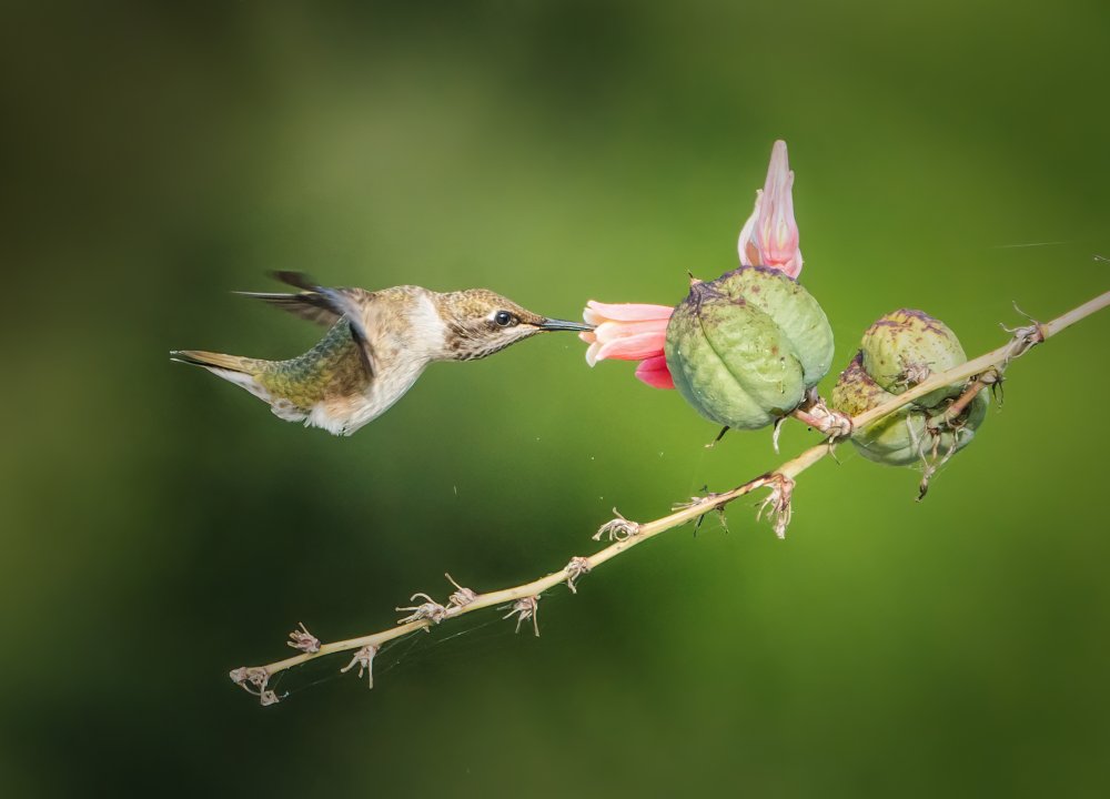 Hummingbird von Alex Li