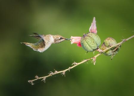 Hummingbird