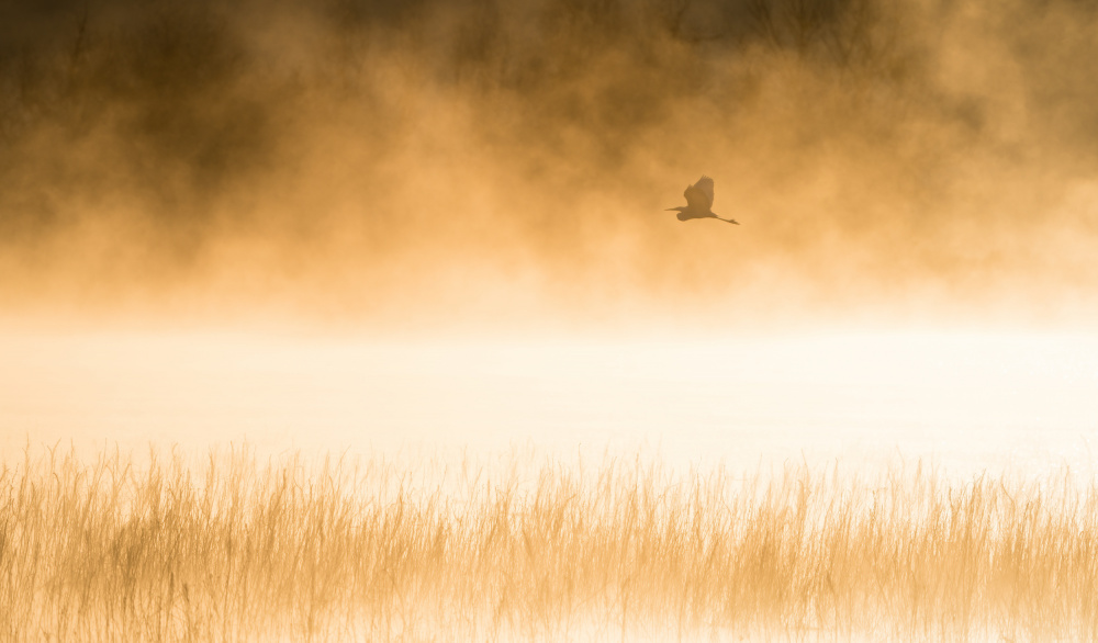 Morning Flight von Alex Li