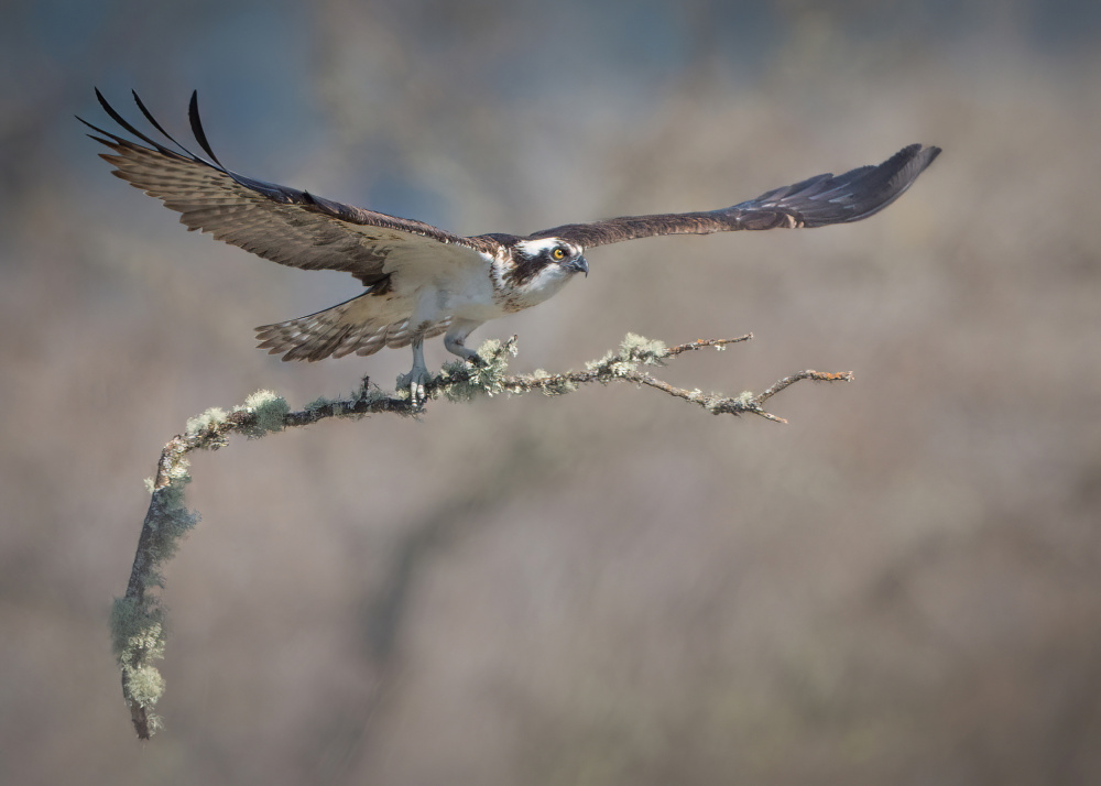 Nest Building von Alex Li