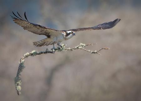 Nest Building