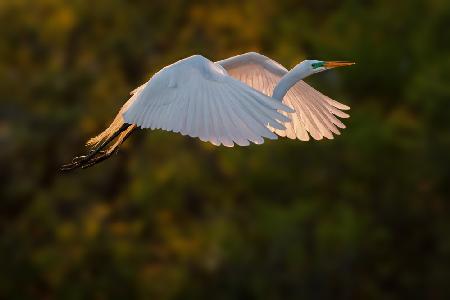 Return at Sunset