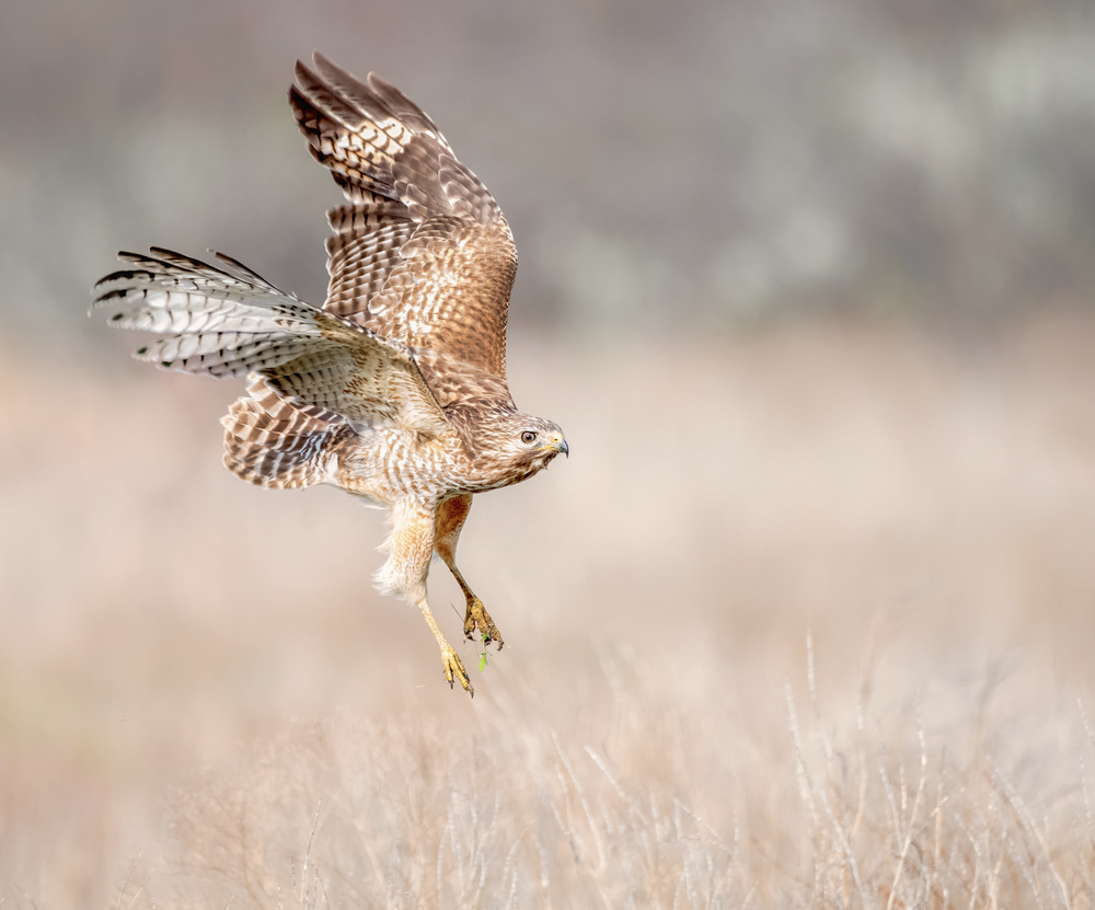 Return from a hunting trip von Alex Li