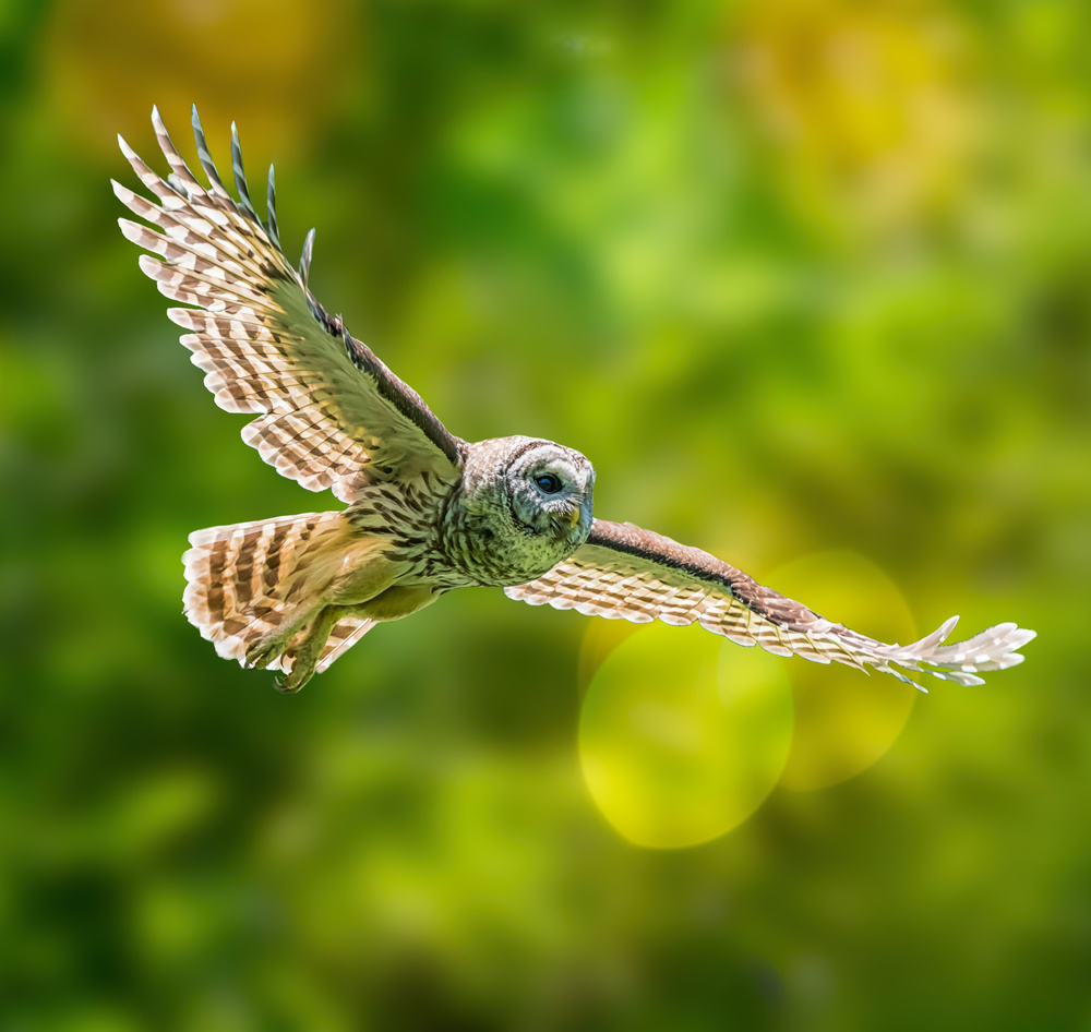 Barred Owl von Alex Li