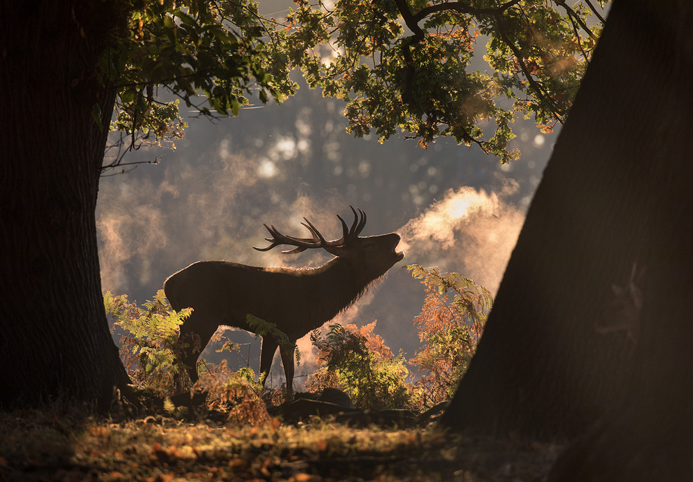 He Waits in the Shadows von Alex Saberi