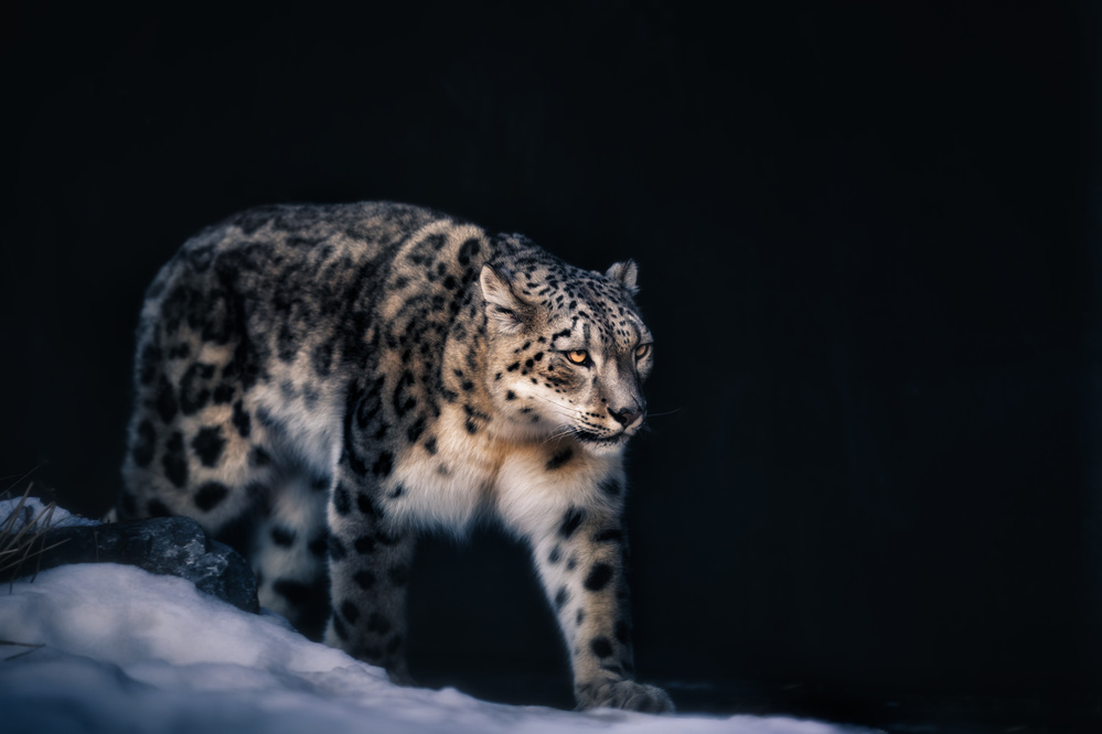 Snow Leopard von Alex Zhao