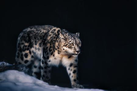 Snow Leopard