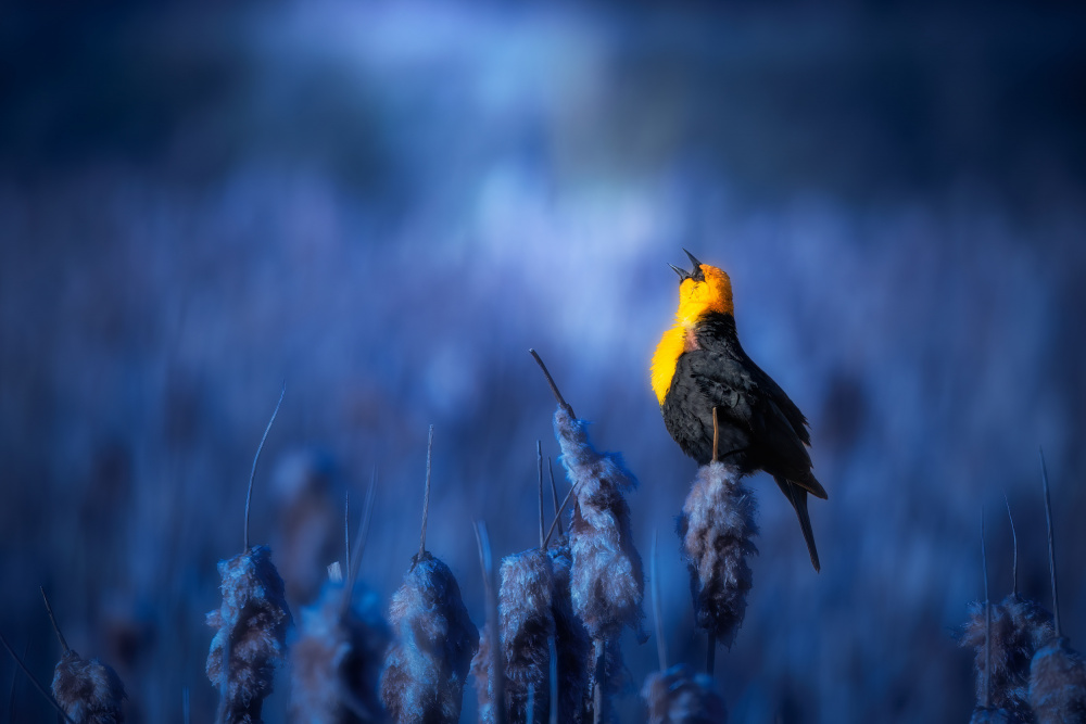 Sing a song von Alex Zhao