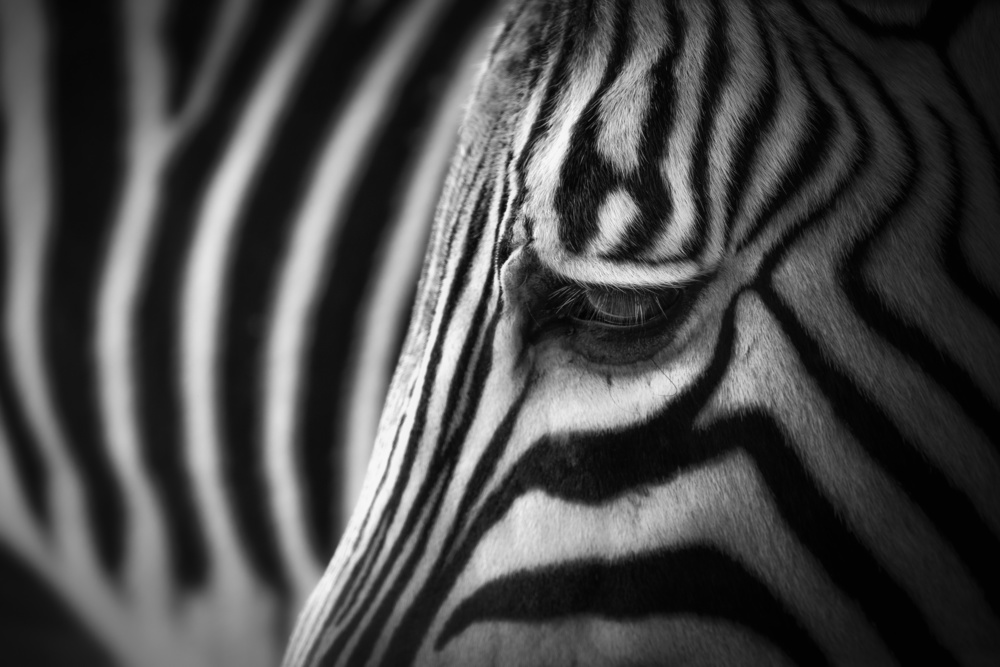 Zebra von Alex Zhao