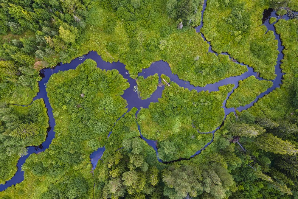 River in forest von Alexander Bondarenko