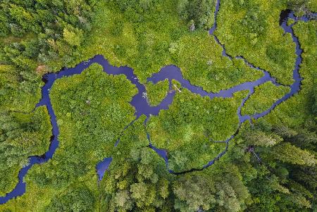 River in forest