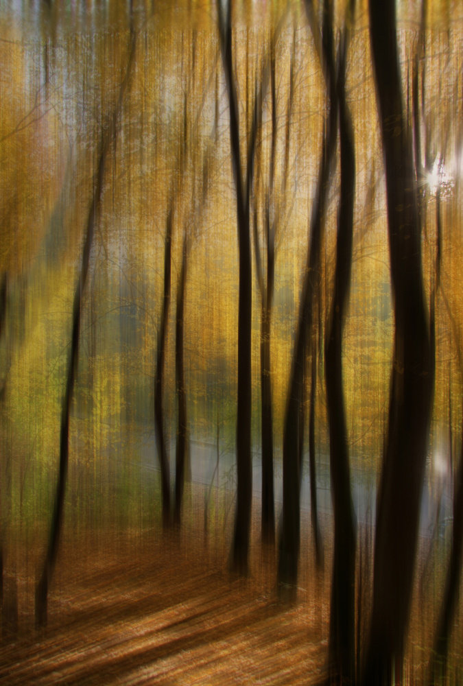 Autumn park von Alexander Kiyashko