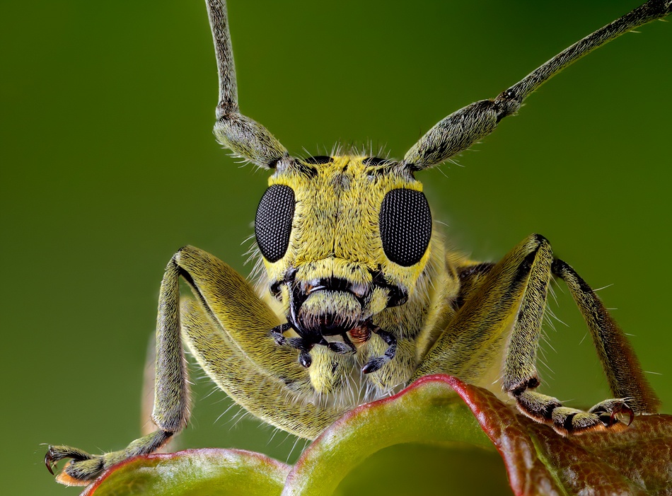 Whiskered von Alexander Zubrickij