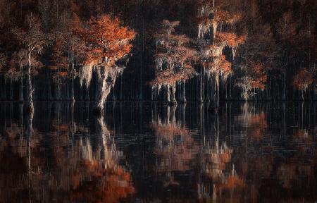 Tapestries of autumn cypress swamps...