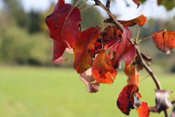 Herbstlaub von Alexandra  Joseph 