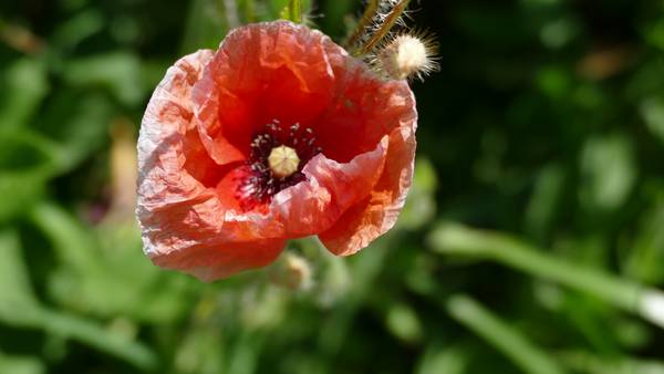 Mohnblüte im Sommer von Alexandra  Joseph 