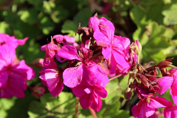 Pinke Blüten im Sommerlicht  von Alexandra  Joseph 