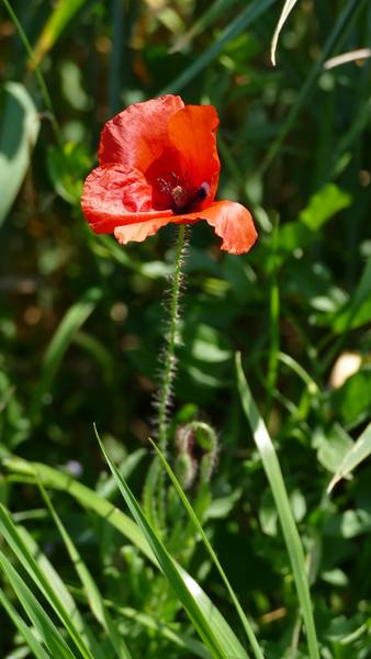 roter Klatschmohn von Alexandra  Joseph 