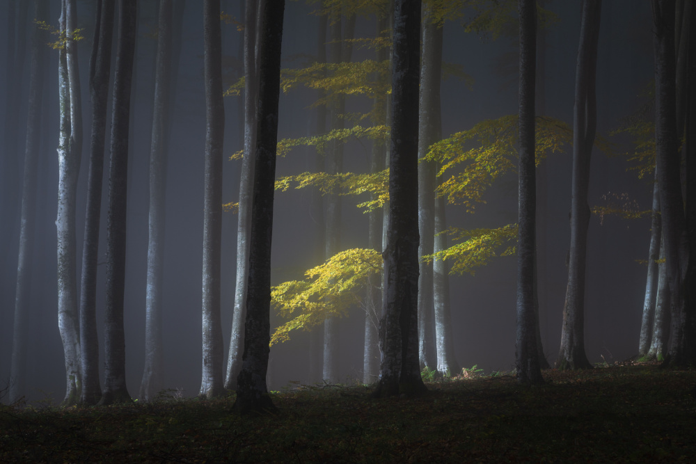 Foggy morning von Alexandru Ionut Coman