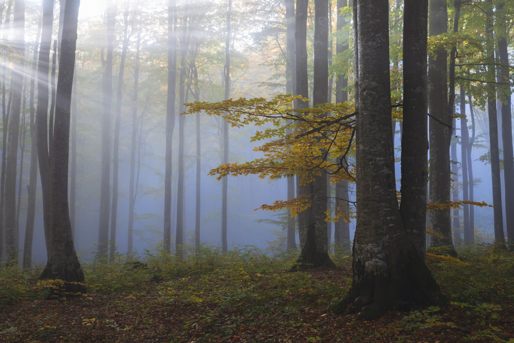 Misty morning von Alexandru Ionut Coman