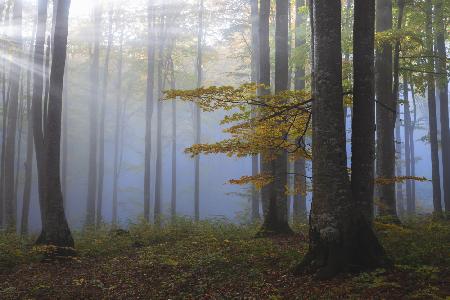 Misty morning