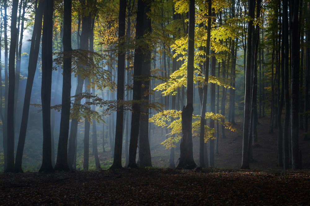 Foggy forest von Alexandru Ionut Coman