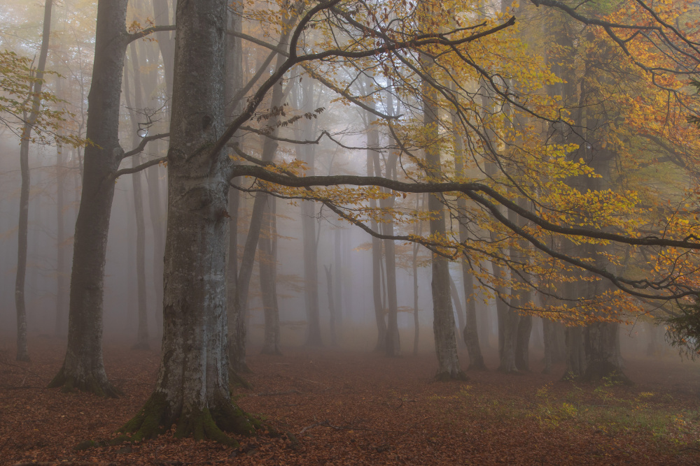 Foggy woodland von Alexandru Ionut Coman