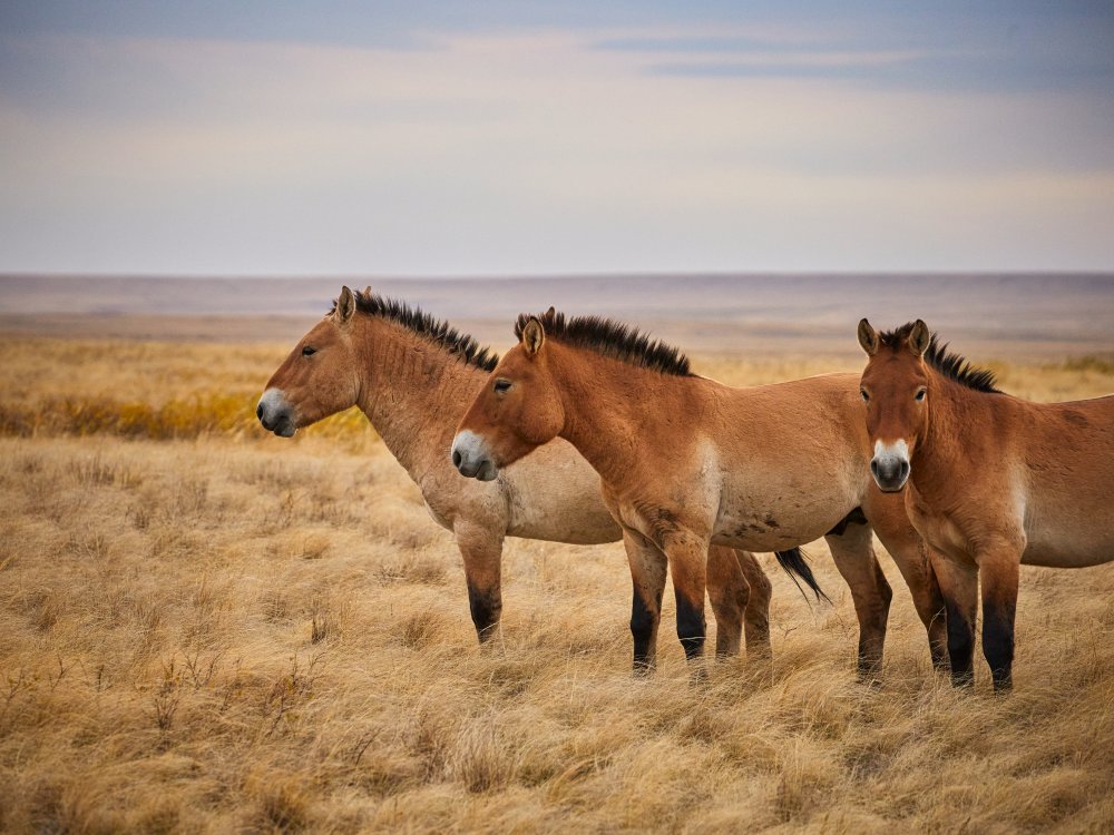 Przewalski s horses von Alexey Kurochkin