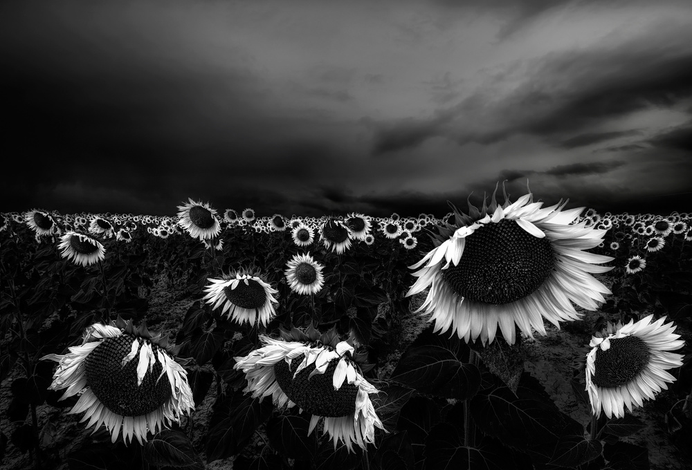 Sunflowers von Alfonso Novillo