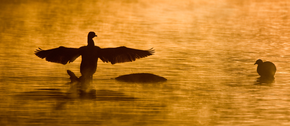 Facing the New Day von Alfred Forns