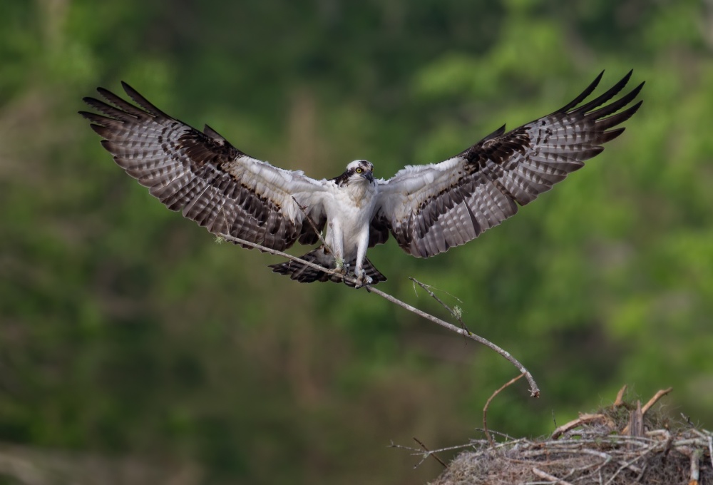 Nesting Time !!! von Alfred Forns