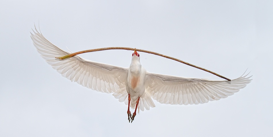 Carrying Big Stick von Alfred Forns