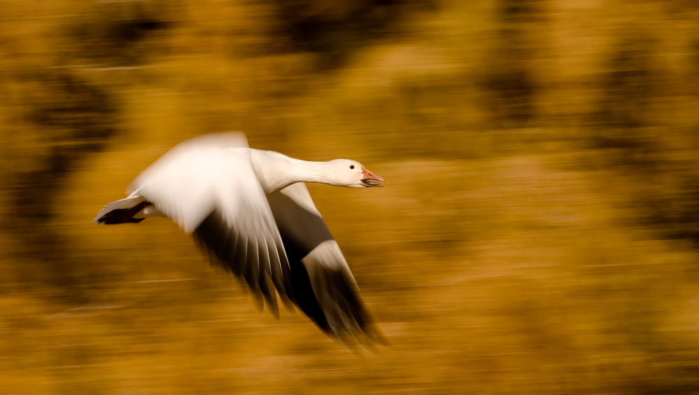 Goose with Cottonwoods von Alfred Forns