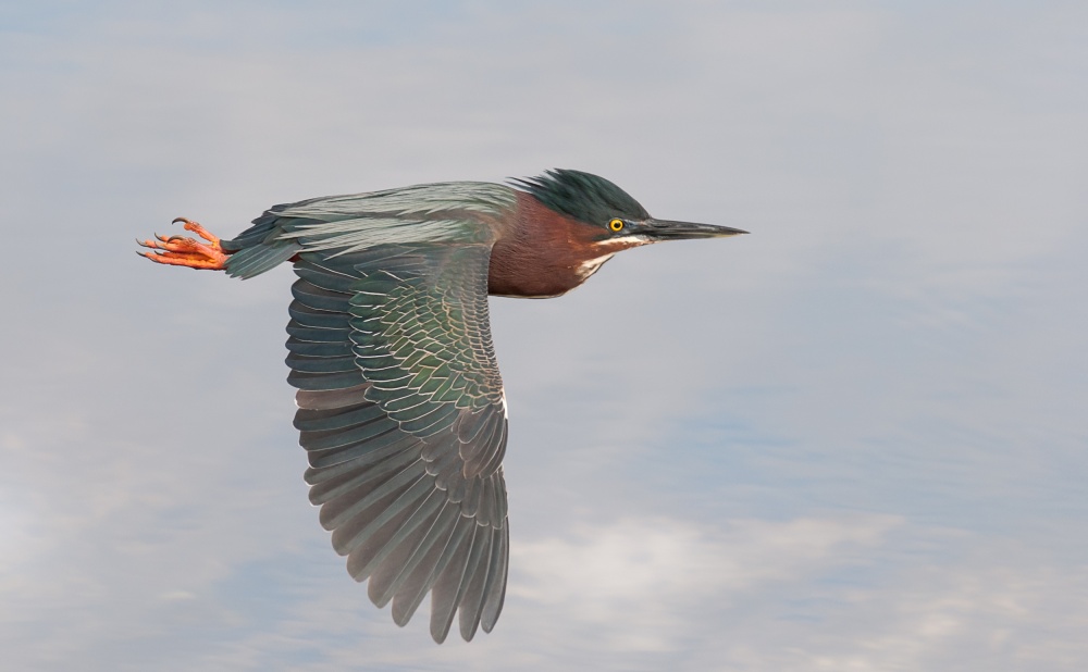 Little Green Heron von Alfred Forns