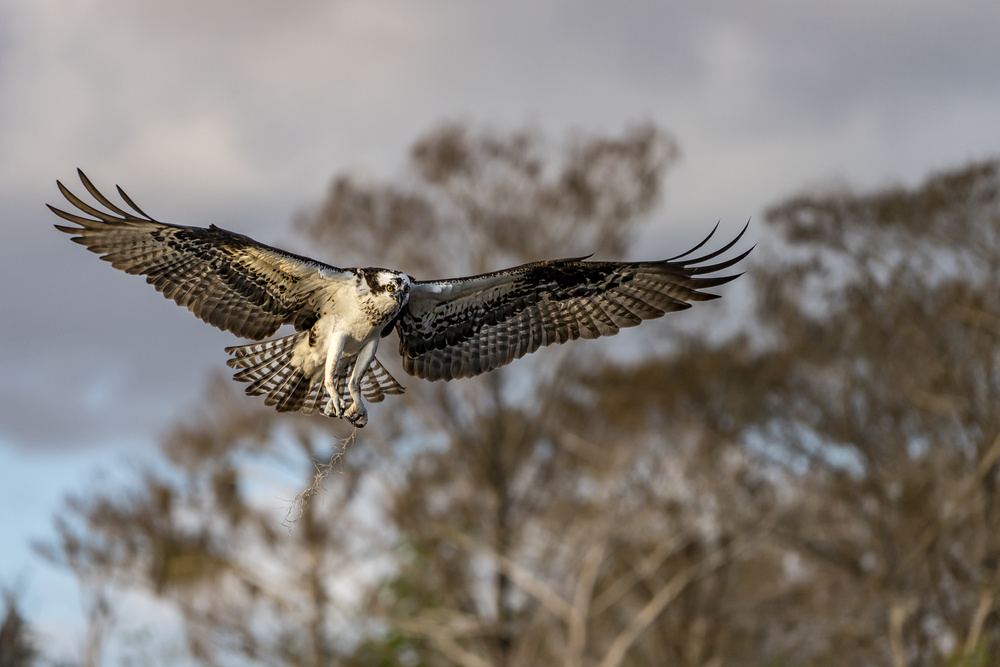 Morning Flight ! von Alfred Forns