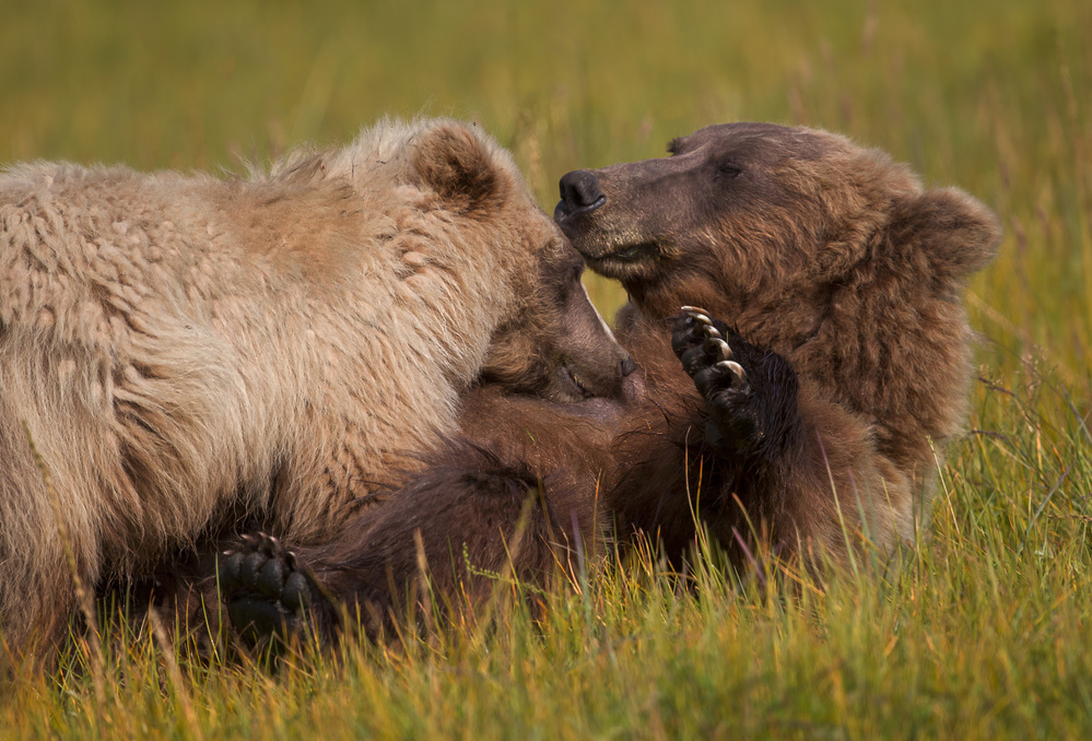 Mother and Cub von Alfred Forns