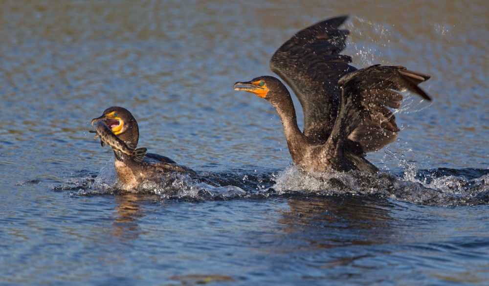 Bird Fight !!! von Alfred Forns